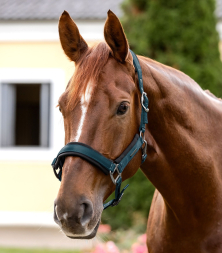 Stájová ohlávka Soft Touch-Petrol