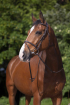 Kožená uzdečka RIDING WORLD
